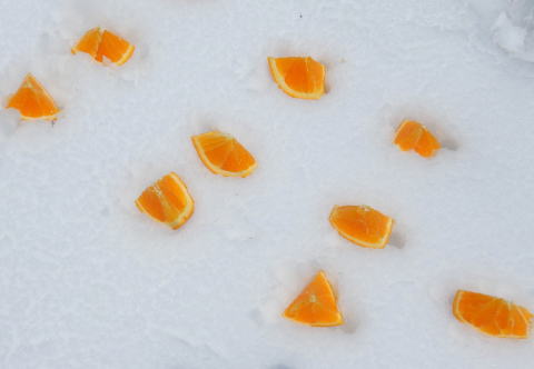 2022.5.3-5 会津駒ケ岳(雪山)