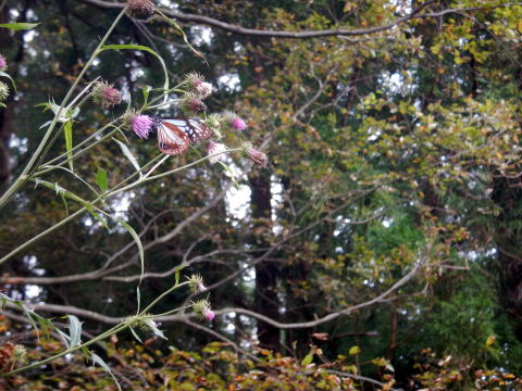 2020.10.4 陣馬山(ハイキング)