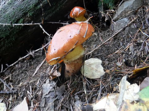 2020.10.11　帯那山周辺きのこ狩り（ハイキング）