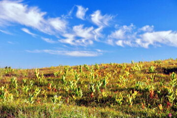 2020.8.23-27　北ア・雲ノ平～鷲羽岳～三俣蓮華岳～黒部五郎岳（尾根歩き）