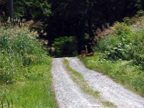 2020.8.14-16 奥只見・シロウ沢~中門沢~会津駒ヶ岳(沢登り)