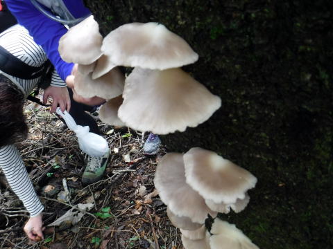 2020.10.11　帯那山周辺きのこ狩り（ハイキング）
