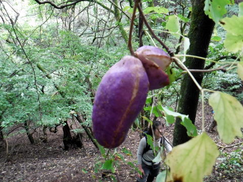 2020.10.11　帯那山周辺きのこ狩り（ハイキング）