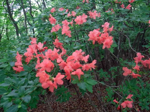 2022.6.5 御前山(尾根歩き)