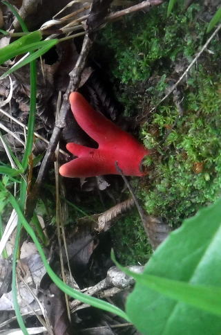 2022.7.17　モミソ沢（沢登り）