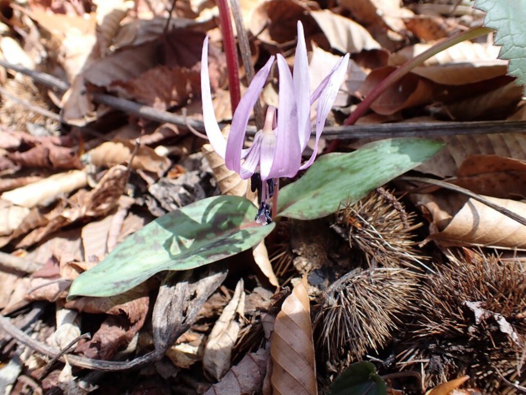 2026.4.19　白沢川奈良倉沢（沢登り）