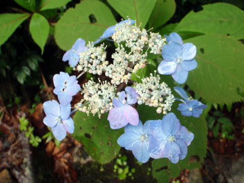 2016.7.17-19　東黒沢～ナルミズ沢（沢登り）