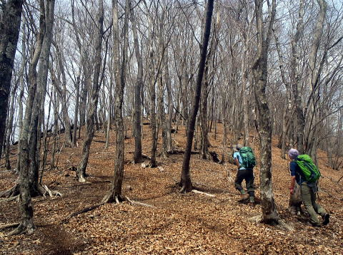 2017.4.16　鷹ノ巣山（尾根歩き）
