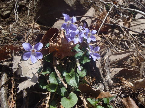 2017.4.16　鷹ノ巣山（尾根歩き）