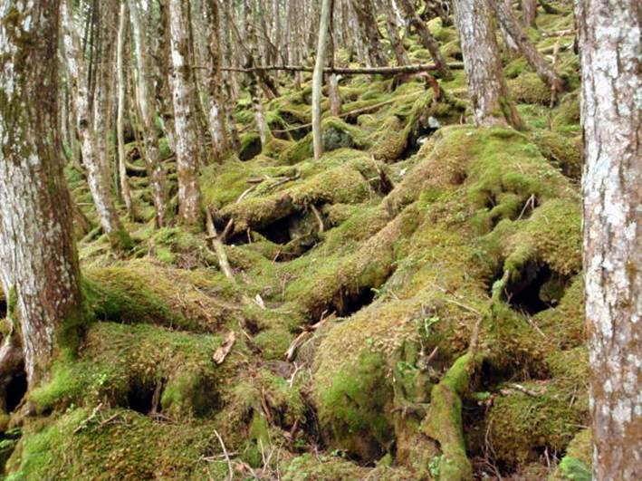 2016.7.23-24　大荒川谷（沢登り）