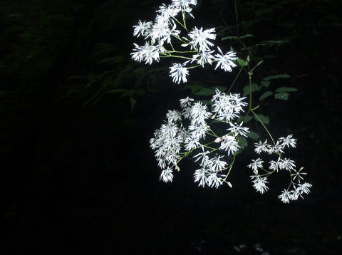 2016.7.23-24　大荒川谷（沢登り）