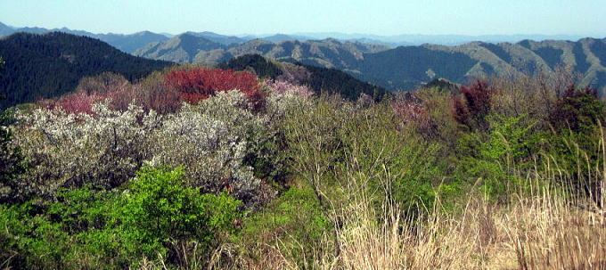 2017.4.30　陣馬山（尾根歩き）