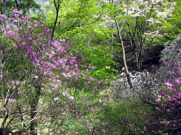 2017.4.30　陣馬山（尾根歩き）