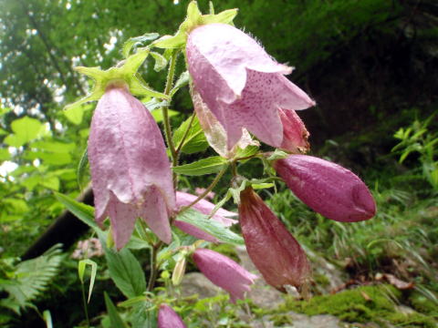 2016.7.23-24　大荒川谷（沢登り）