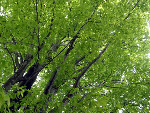 2017.5.3-5　越後駒ヶ岳（雪山）