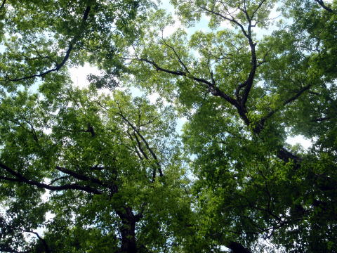 2017.5.7　高尾山（尾根歩き）