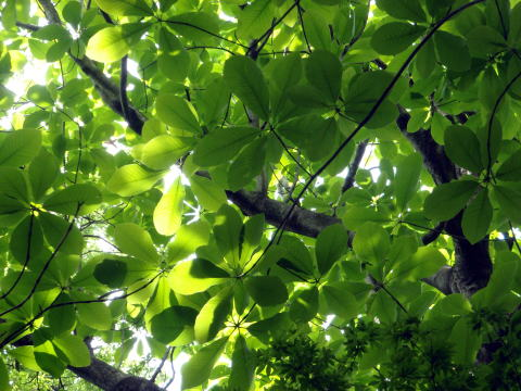 2017.5.7　高尾山（尾根歩き）