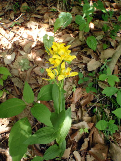 2017.5.7　高尾山（尾根歩き）