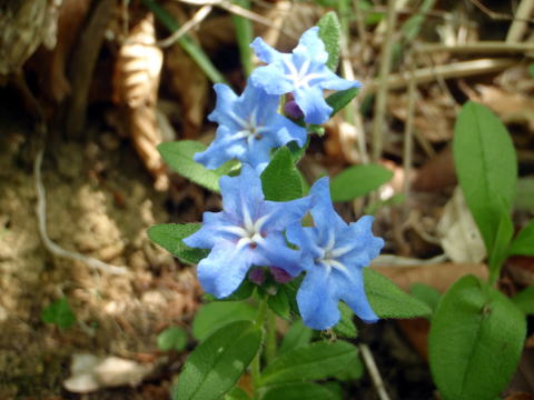 2017.5.7　高尾山（尾根歩き）
