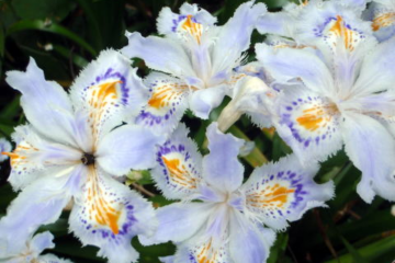 2017.5.7　高尾山（尾根歩き）