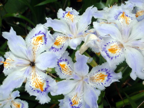 2017.5.7　高尾山（尾根歩き）