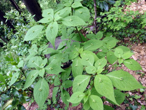 2017.5.7　高尾山（尾根歩き）