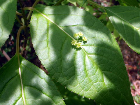2017.5.7　高尾山（尾根歩き）