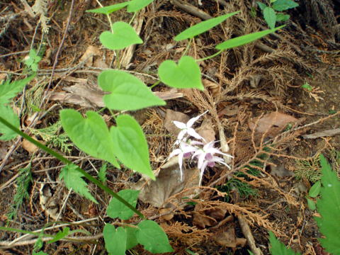 2017.5.7　高尾山（尾根歩き）