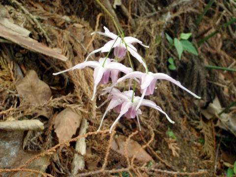 2017.5.7　高尾山（尾根歩き）