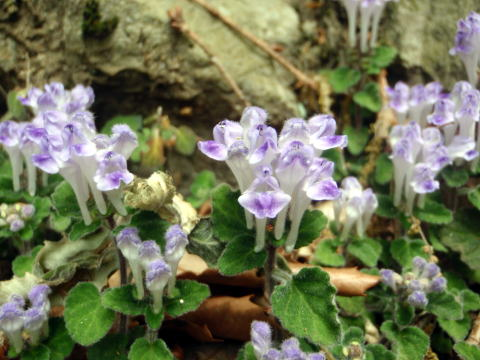 2017.5.7　高尾山（尾根歩き）
