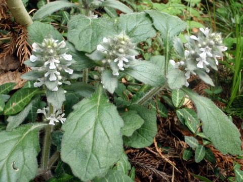 2017.5.7　高尾山（尾根歩き）