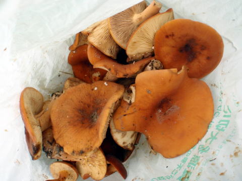 2016.8.20-21　甲斐駒ヶ岳（尾根歩き）