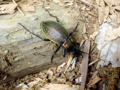 2017.5.7　高尾山（尾根歩き）