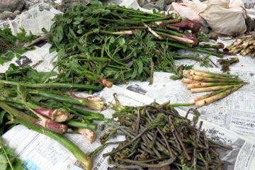 2017.5.27-28　赤湯山菜山行（イベント）