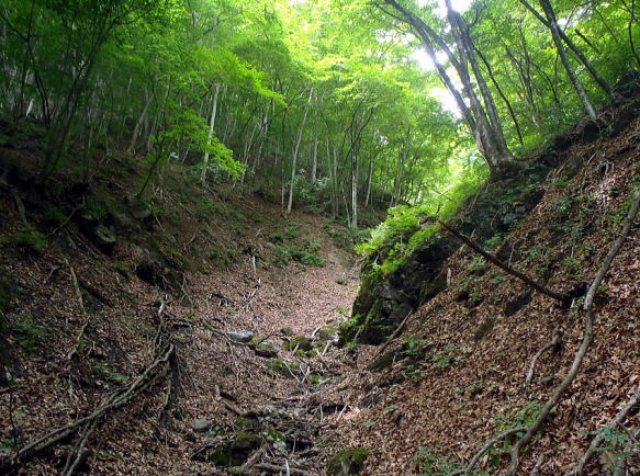 2017.6.18　シダクラ沢（沢登り）