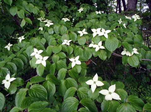 2017.6.18　シダクラ沢（沢登り）