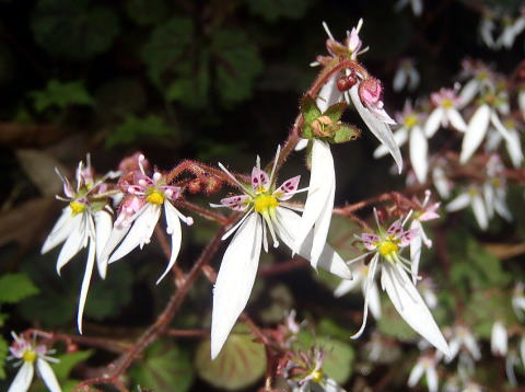 2017.6.24　坊主谷（沢登り）