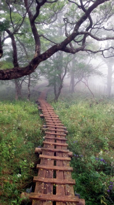 2016.9.18　檜洞丸（尾根歩き）