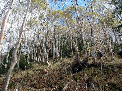 2016.10.8～10　阿弥陀岳南稜＆中央稜（尾根歩き）