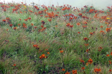 2017.8.20　牛奥ノ雁ヶ腹山（尾根歩き）