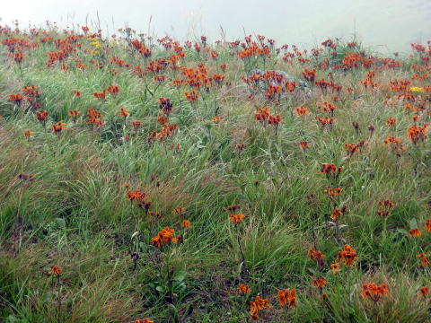 2017.8.20　牛奥ノ雁ヶ腹山（尾根歩き）