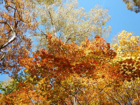 2017.10.8-9　尾瀬ヶ原（尾根歩き）