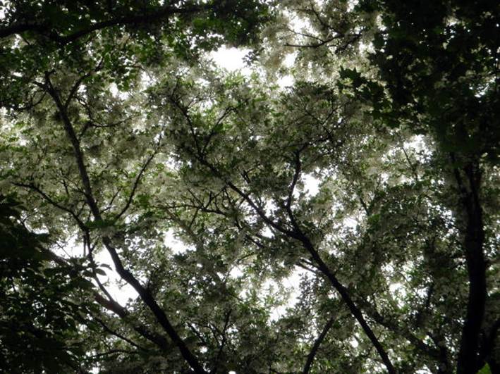 2016.6.19　伊勢沢ノ頭（尾根歩き）