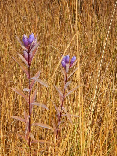 2017.10.8-9　尾瀬ヶ原（尾根歩き）