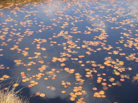 2017.10.8-9　尾瀬ヶ原（尾根歩き）