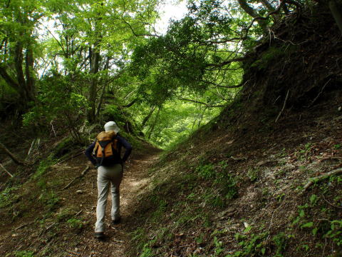 2016.6.19　伊勢沢ノ頭（尾根歩き）