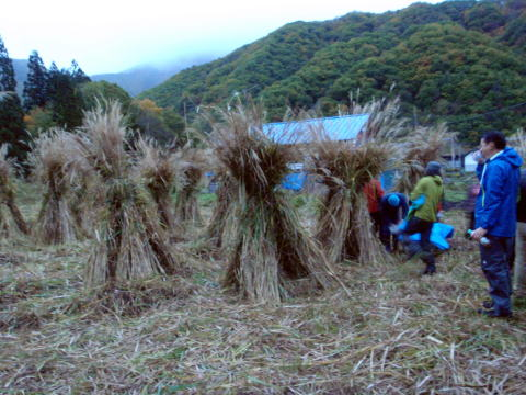 2017.10.21-22　会津・水引集落茅刈り手伝い（イベント）