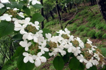 2016.6.19　伊勢沢ノ頭（尾根歩き）