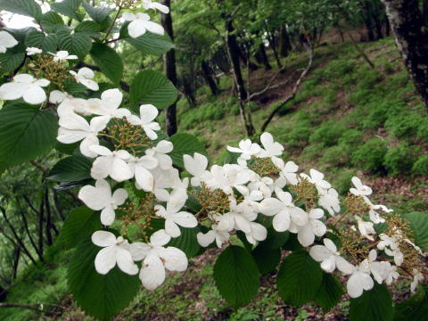2016.6.19　伊勢沢ノ頭（尾根歩き）