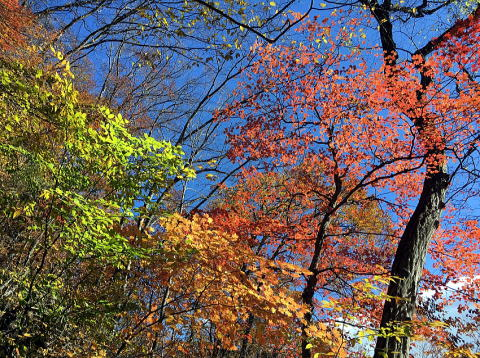 2017.11.11　妙義山中ノ岳（尾根歩き）